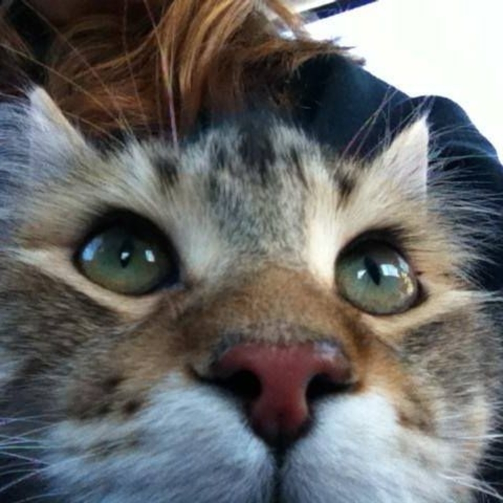 Meet your Posher, Max